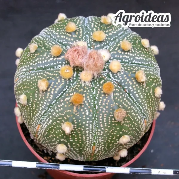 Astrophytum asterias "AKABANA" - Imagen 2