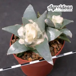 Ariocarpus retusus "bicefalo"