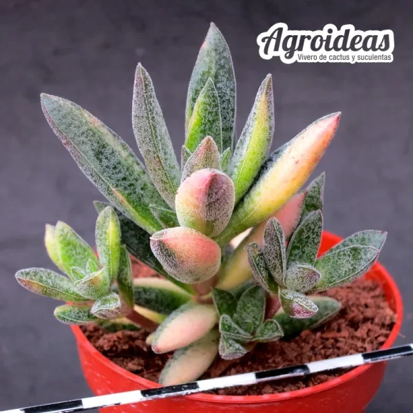Crassula justus corderoy "Variegata" - Imagen 2
