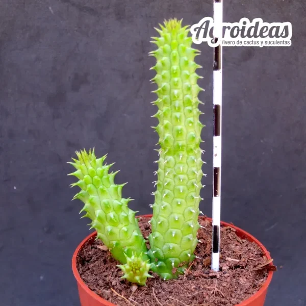 Huernia schneideriana - Imagen 2