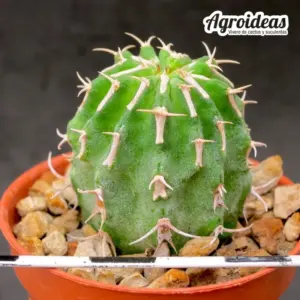 Euphorbia columnaris