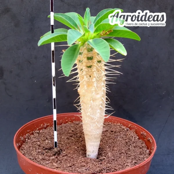Euphorbia guillauminiana - Imagen 2