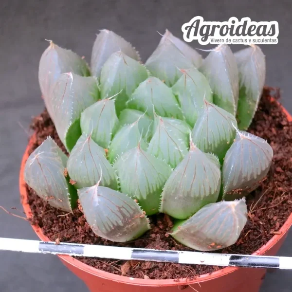 Haworthia "pilifera"