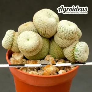 Epithelantha bokei "Selección"