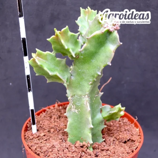 Caralluma foulcheri-delboscii var. greenbergiana - Imagen 2