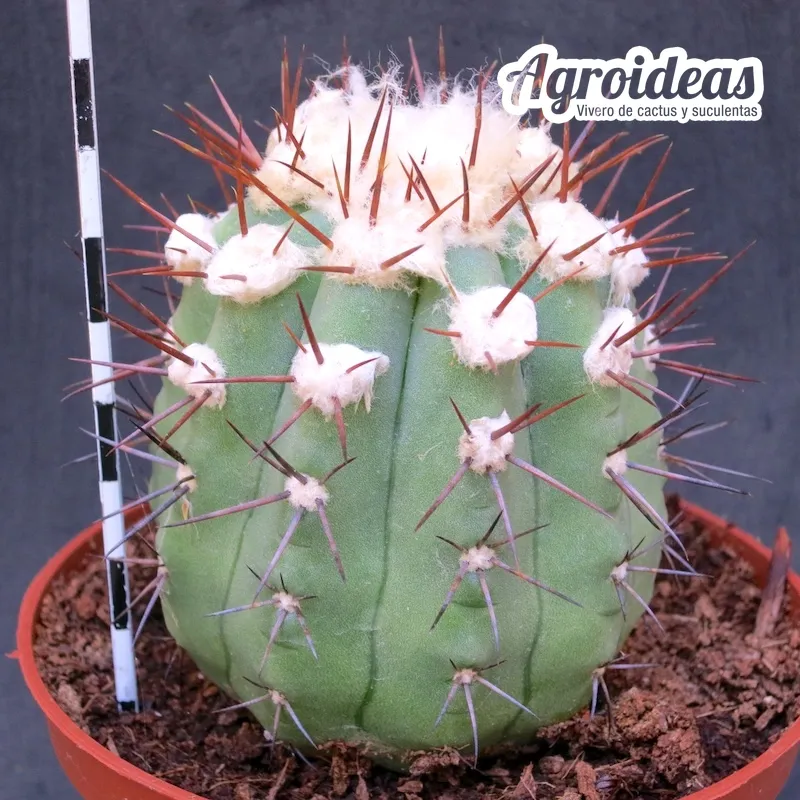 Copiapoa marginata «Ejemplar MØ-11 cm»