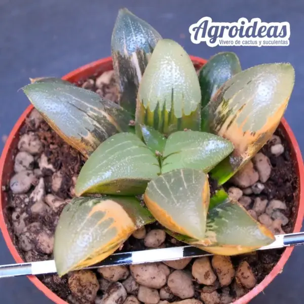 Haworthia bayeri "variegata" - Imagen 2