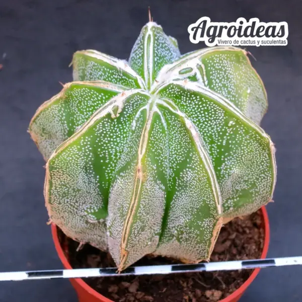 Astrophytum hakujo «Selección» - Imagen 2