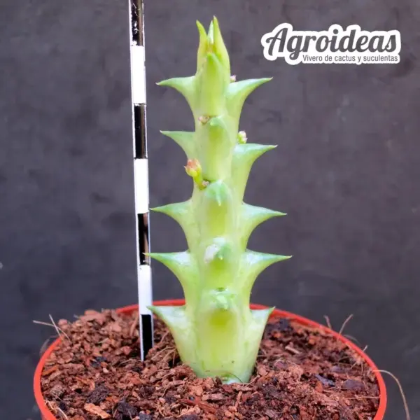 Orbea wismanii X hesperidum - Imagen 2
