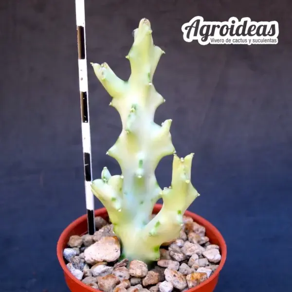 Caralluma socotrana - Imagen 2