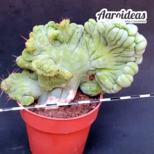 Trichocereus bridgesii «monstruoso & cristata» AKA: Penis Cactus