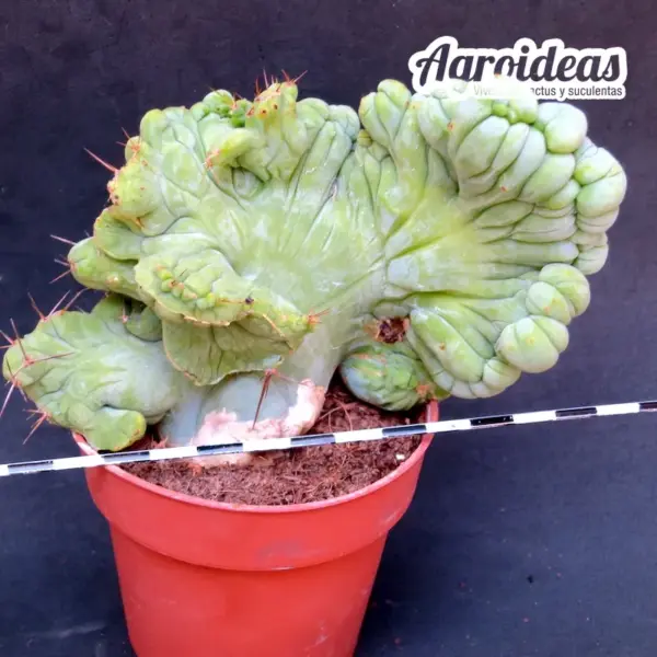Trichocereus bridgesii «monstruoso & cristata» AKA: Penis Cactus