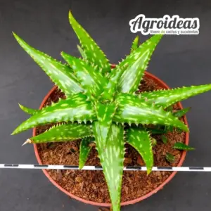 Aloe jucunda "Ejemplar"