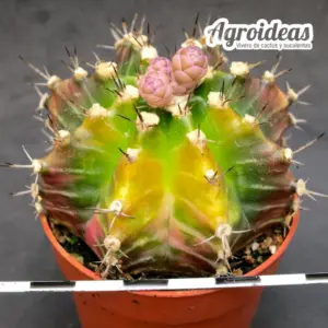Gymnocalycium mihanowichii "Variegata"