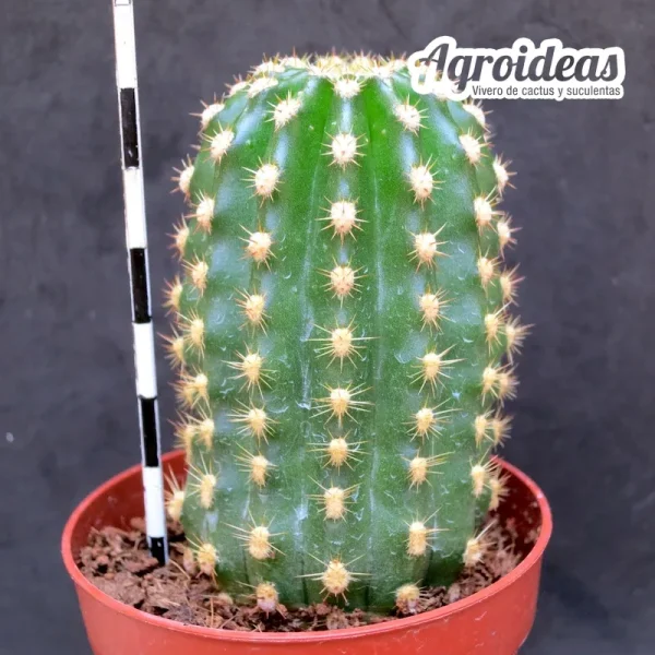 Trichocereus «Clarice» - Imagen 2