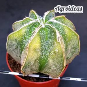 Astrophytum hakujo «Selección»