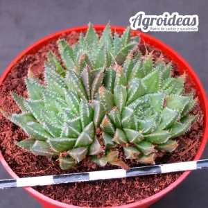 Haworthia meiringii