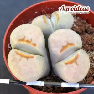 Lithops Julii ssp. julii "Hot Lips" C183A