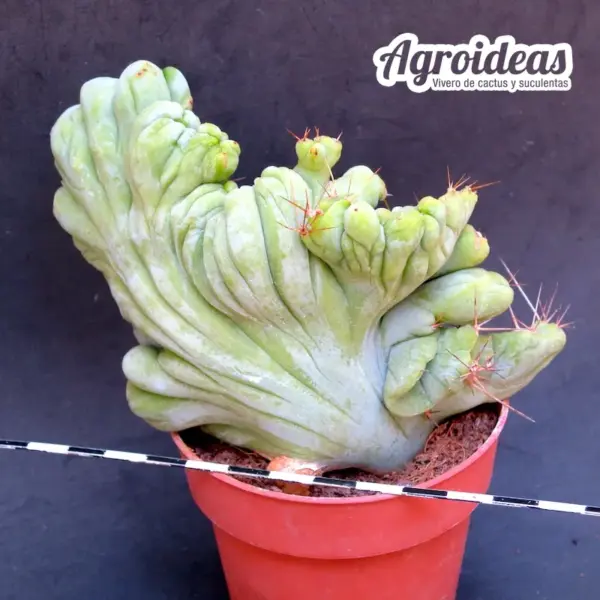 Trichocereus bridgesii «monstruoso & cristata» AKA: Penis Cactus - Imagen 2