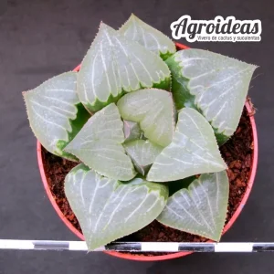 Haworthia cv. Falkor "Ex. Agroideas"