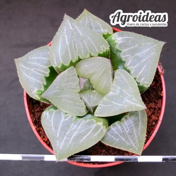 Haworthia cv. Falkor "Ex. Agroideas"