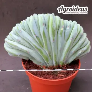 Myrtillocactus geometrizans "cristata"