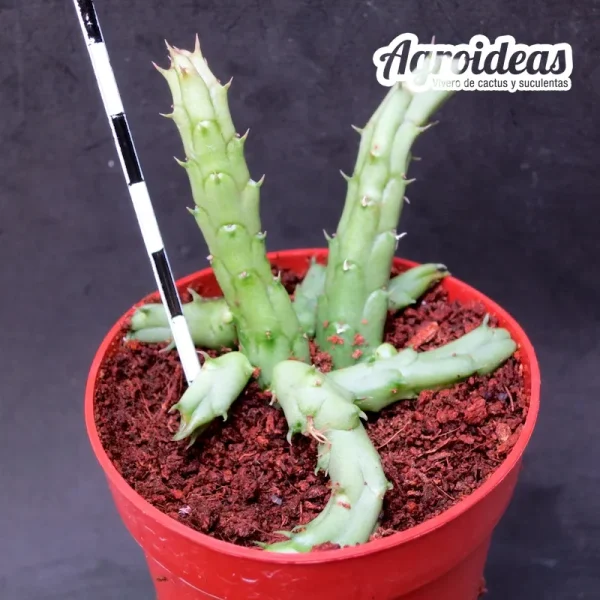 Huernia andreana - Imagen 2