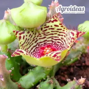 Caralluma pauciflora