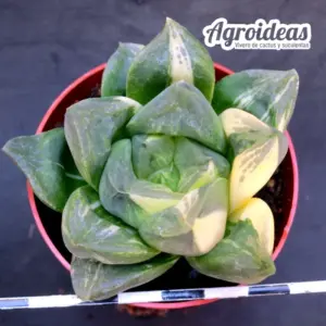 Haworthia mutica "Variegata"