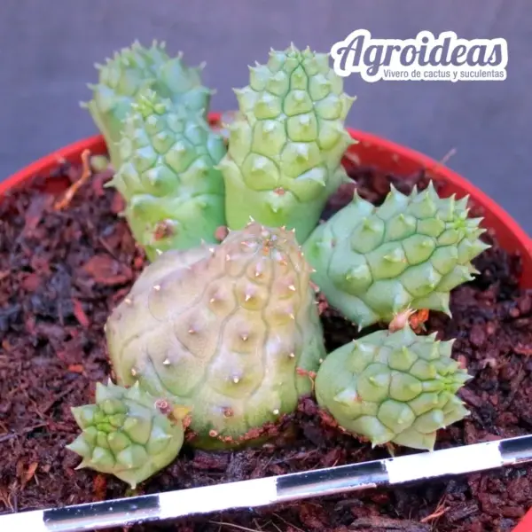 Huernia kennedyana - Imagen 2
