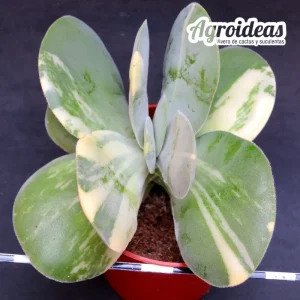 Crassula dubia «Variegata»