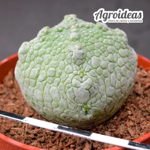 Pseudolithos harardheranus - Imagen 2