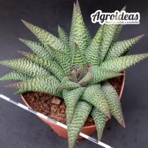 Haworthia "Nagoriyuki" Ejemplar