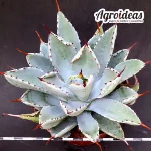 Agave potatorum "Cubic"