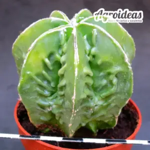 Astrophytum "Hakujo & Fukuryu" var. nudum