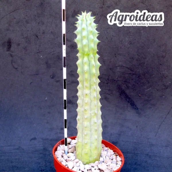 Lavrania haagnerae x huernia whitesloaneana - Imagen 2