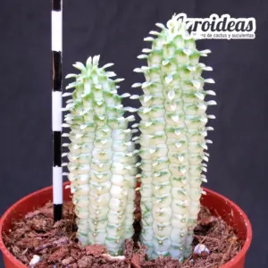 Euphorbia mammillaris "Variegata"