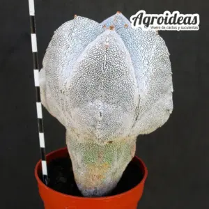 Astrophytum onzuka var. quadricostatum