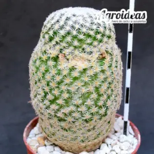 Mammillaria hermosana "El Encino, Zacatecas"