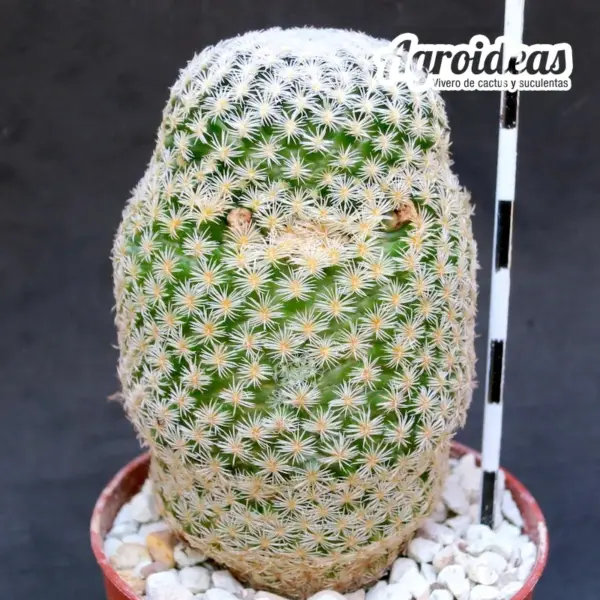 Mammillaria hermosana "El Encino, Zacatecas"