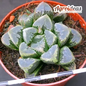 Haworthia "Imjin" Ex. Robin Fuller