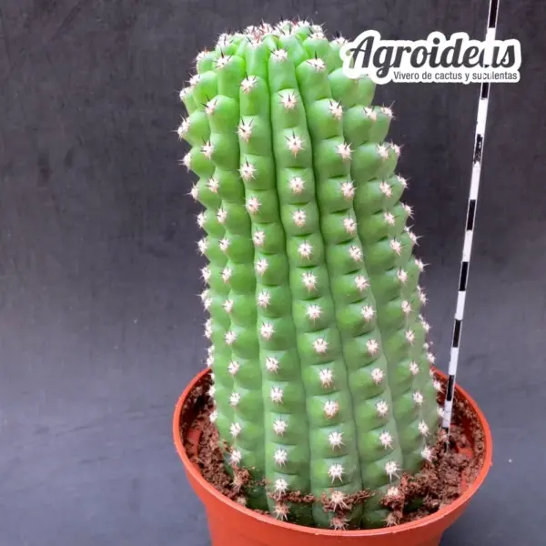 Trichocereus thelegonus "Noris" Gran Ejemplar - Imagen 2