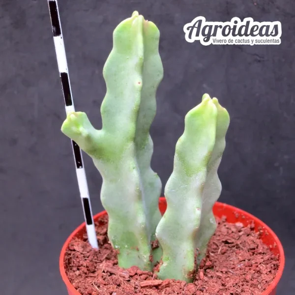 Caralluma flava - Imagen 2