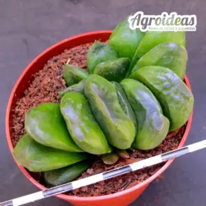 Haworthia truncata var. atrofusca