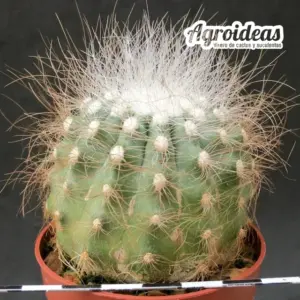 Copiapoa krainziana var. scopulina