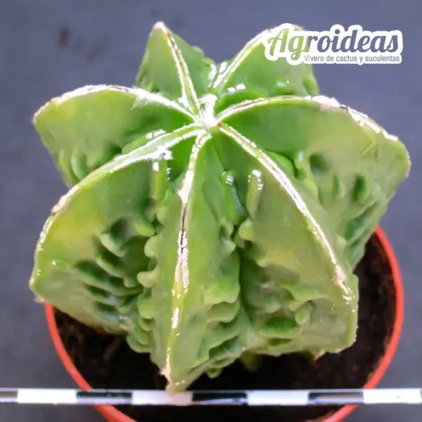Astrophytum "Hakujo & Fukuryu" var. nudum - Imagen 2