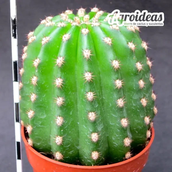 Trichocereus grandiflorus "flor amarilla" - Imagen 2