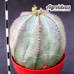 Euphorbia X obesa Hembra "Ex. Agroideas"