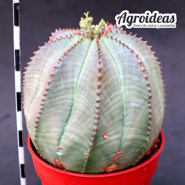 Euphorbia X obesa Hembra "Ex. Agroideas"