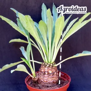 Euphorbia bupleurifolia "Ejemplar"